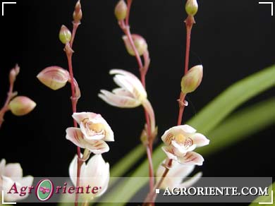 Orquídeas - Koellensteinia graminea